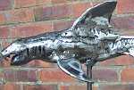 Shark